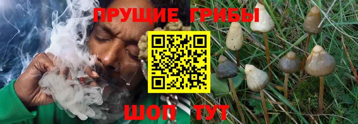 Псилоцибиновые грибы прущие грибы Переславль-Залесский